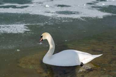 Beyaz Kuğu'nun yüzüyor