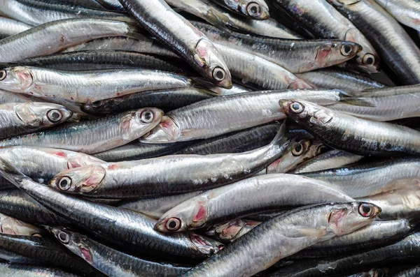 Süpermarkette taze ançüez balığı — Stok fotoğraf