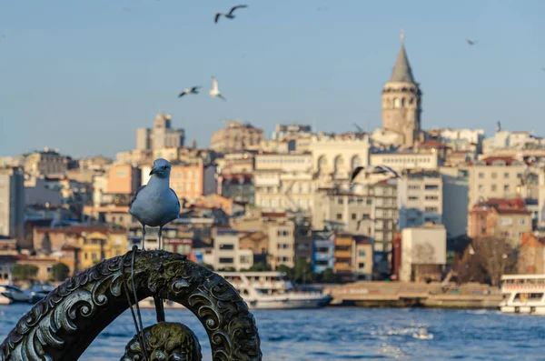 Mouette et en arrière-plan Istanbul vue et tour Galata . — Photo