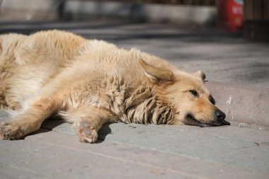 Kaldırımda yatan bir köpeğin portresi. Yaklaş.,