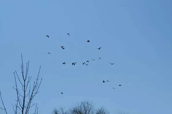 Rebanho Pássaros Voando Céu Azul — Fotografia de Stock