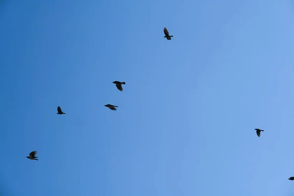 Groupe Oiseaux Volant Dans Ciel Bleu — Photo