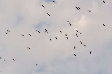 Baharı müjdeleyen leylekler büyük gruplar halinde uçuyor..