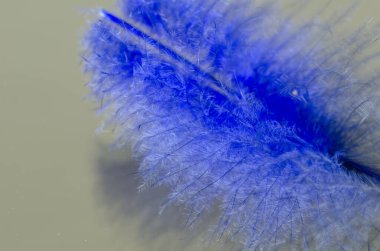 Güzel ve zarif mavi tüy, yakın plan, arka plan.