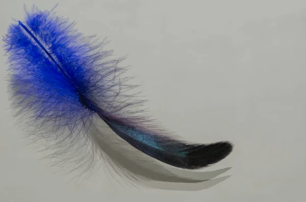 Beautiful Elegance Blue Feather Close Background — стоковое фото