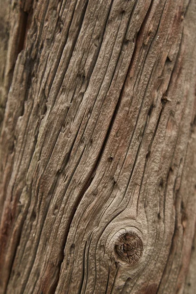 Pictures of wood texture — Stock Photo, Image