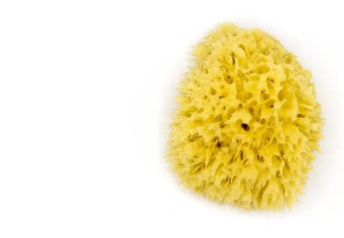 Bebek Banyosu, doğa sünger beyaz zemin üzerine sünger