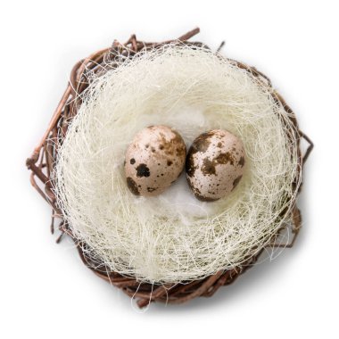 Sıcak bir yuvada iki bıldırcın yumurtası