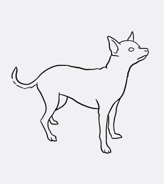 Chihuahua evcil köpek çizgi sanat resim