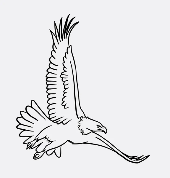 Eagle bird flying line art drawing — Stock Vector