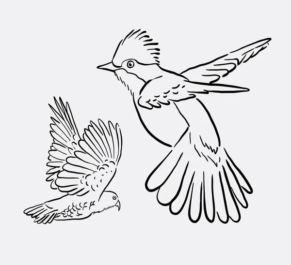 Bird animal flying line art drawing