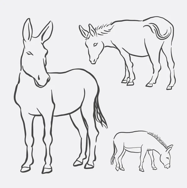 Donkey pet mammal animal line art drawing — Stock Vector