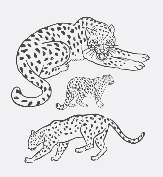 Leopardo selvagem animal linha arte desenho — Vetor de Stock