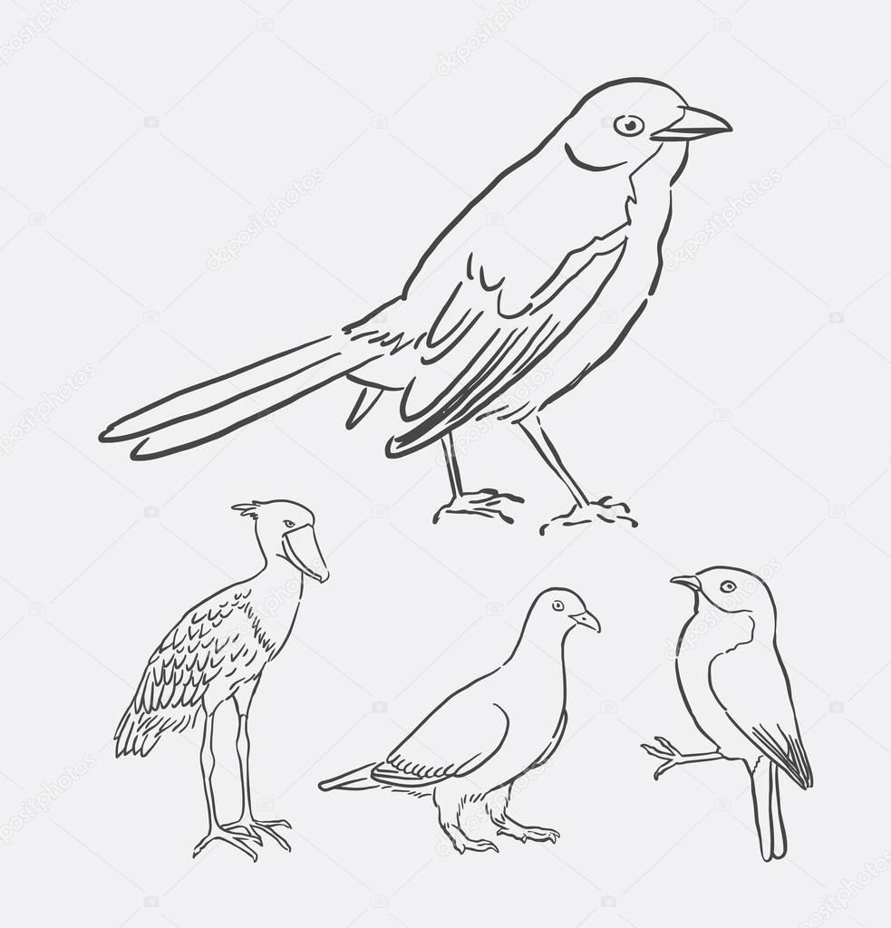 Bird animal line art drawing