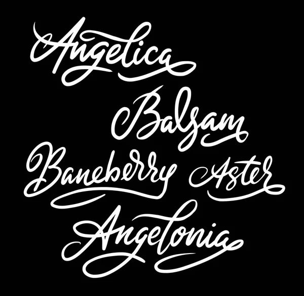 Angelica bloem handgeschreven typografie. — Stockvector