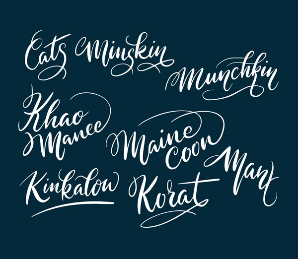 Maine coon kat Huisdier dierlijke handgeschreven typografie. — Stockvector