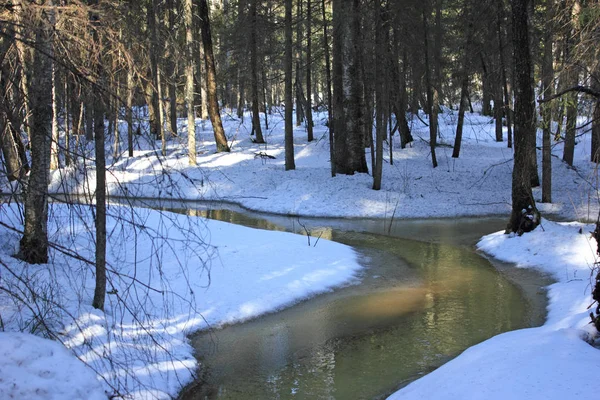Riacho Minúsculo Coberto Neve Floresta Natural Tempo Primavera Neve Está — Fotografia de Stock