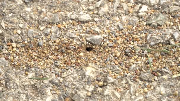 Hacke Einer Schwarzen Ameisenkolonie Auf Asphaltbetonoberfläche Straße — Stockvideo