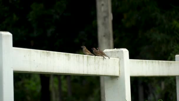 Tiga Burung Pipit Bertengger Pagar Pertanian Kemudian Terbang Keluar Pagar — Stok Video