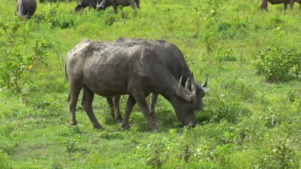 Two Buffaloes Grazing Together Free Green Field — Stock Video