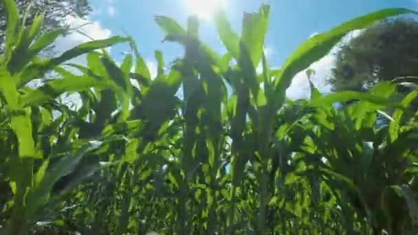 Time Lapse Young Corn Plants Ground View Bright Blue Sky — 비디오