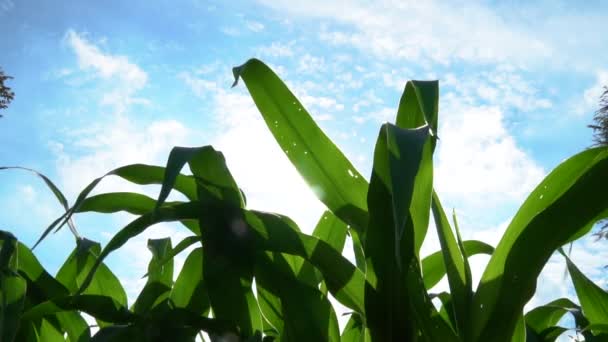 Ralenti Des Plants Maïs Les Feuilles Sont Ombragées Lumière Soleil — Video