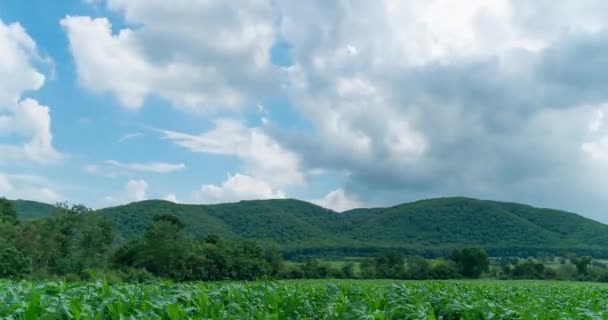 Čas Vypršení Zamračených Kukuřičných Rostlin Řádek Úpatí — Stock video