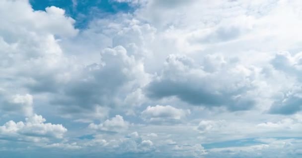 Coucher Soleil Derrière Silhouette Des Bougainvillées — Video