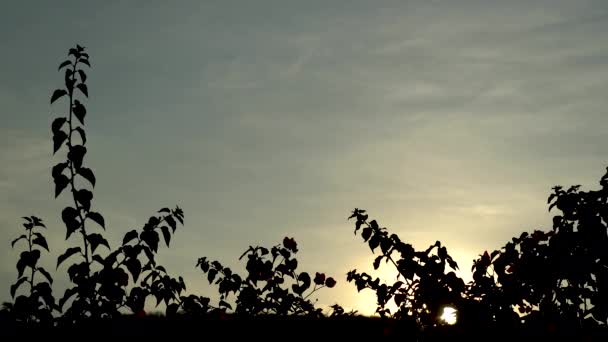 Zonsondergang Achter Het Silhouet Van Bougainvillaea Bomen — Stockvideo