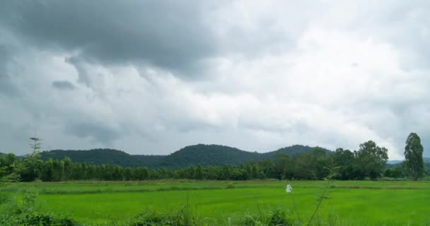 Таймер Рисового Поля Расположенного Перед Горой Пасмурным Небом — стоковое видео