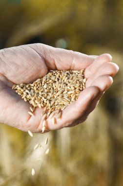 Hasat zamanı ve altın saat. Buğday taneleri buğday alanında, eski kadın elinden düşen odak bulanık. Dikey vie