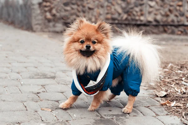 Il simpatico cane spitz tedesco nel maglione blu che cammina per strada, filtro Instagram tonico — Foto Stock