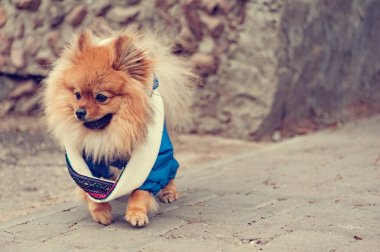 Şirin Alman spitz köpek sokakta yürürken mavi kazaklı tonda Instagram filtre