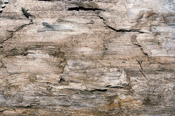 Vista frontal de fondo o textura de madera gris vieja. Copiar espacio. Lugar para el texto. recurso gráfico —  Fotos de Stock