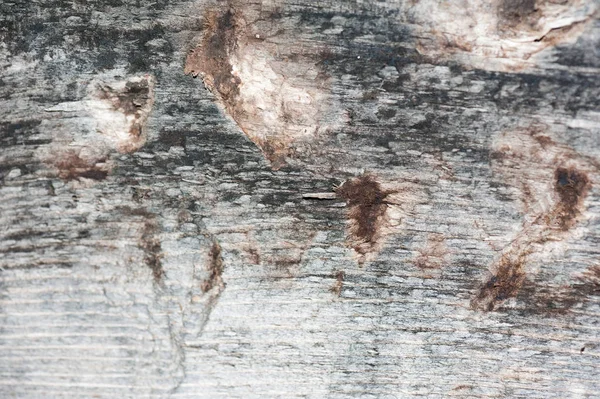 Vista frontal de fondo o textura de madera gris vieja. Copiar espacio. Lugar para el texto. recurso gráfico — Foto de Stock