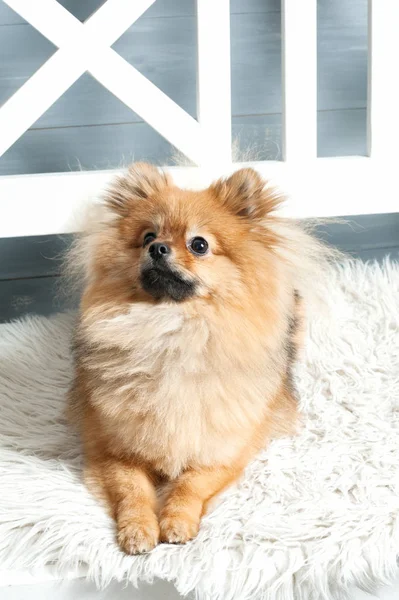 Die Frontansicht und die vertikale Ansicht der Pommerschen Spitze. Hund liegt auf dem weißen Plaid. Studioleuchte — Stockfoto