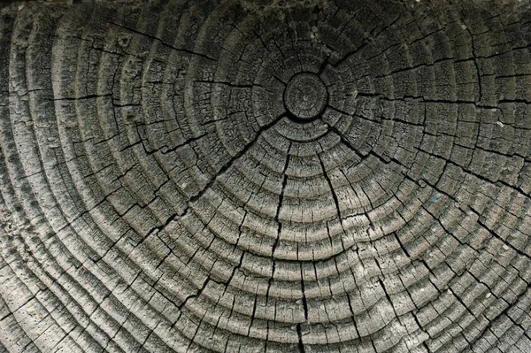 Madera vieja oscura textura de madera o fondo con anillos anuales. Copiar espacio. recursos gráficos. Vista frontal de la textura — Foto de Stock