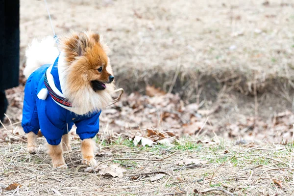 可爱的德国斯皮茨狗在蓝色毛衣走在街上, 色调 Instagram 过滤器 — 图库照片