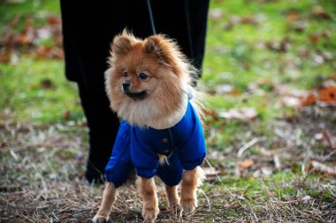 The wear, aggressive spitz dog is walking and barking on the park. Cold autumn time clipart