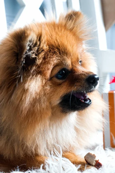 Pommerscher Spitz liegt auf dem weißen Karo und isst Delikatesse. Konzept glücklicher Urlaub und gutes Essen — Stockfoto