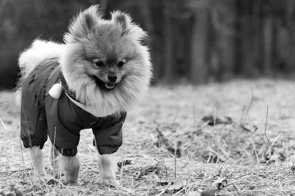 The wear, aggressive spitz dog is walking  on the park. Cold autumn time. Black and white filter