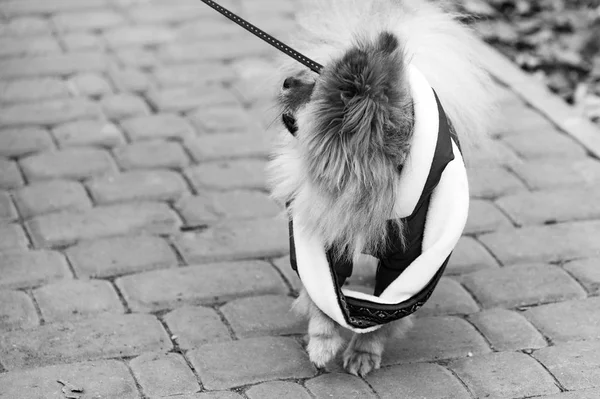 The wear, aggressive spitz dog is walking on the park. Cold autumn time. Black and white filter or effect