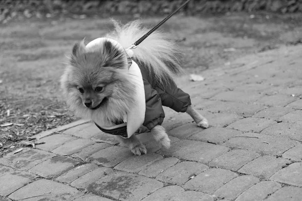 The wear, aggressive spitz dog is walking on the park. Cold autumn time. Black and white filter or effect — Stock Photo, Image