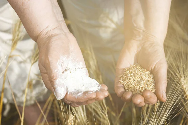 The two old hands are holding the flour and the wheat grain