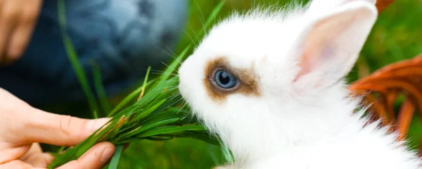 Panorama de niño pequeño es la alimentación del conejo decorativo blanco la hierba verde. conejo está sentado en la cesta. Feliz concepto de Pascua —  Fotos de Stock