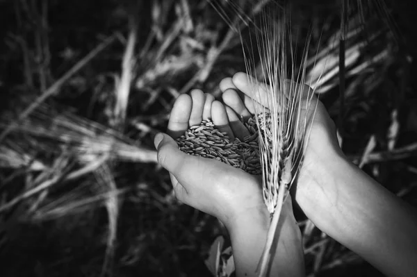 Top view of  old hand farmer with wheat grain and ear on blur wheat field background. Successful completion of the harvest season. Black and white