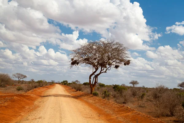 Arbre dans la savane du Kenya, ciel bleu avec nuages, route rouge — Photo