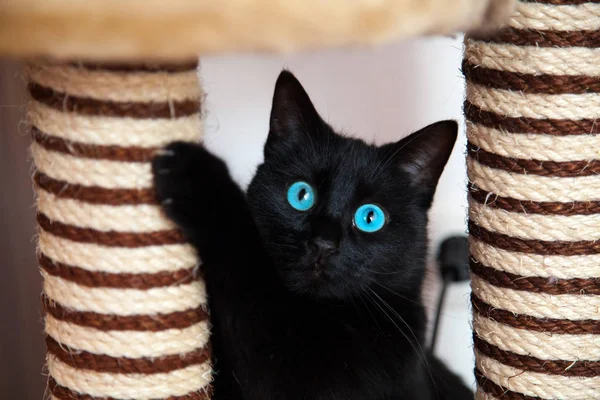 Gato negro está jugando — Foto de Stock