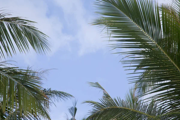 Céu azul com uma armação de folhas de uma palma — Fotografia de Stock