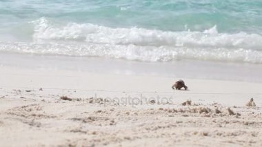 Sahilde küçük bir yengeç